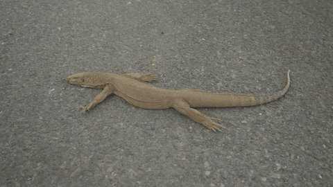 Bengal Monitor Lizard / बंगाल मॉनिटर छिपकली