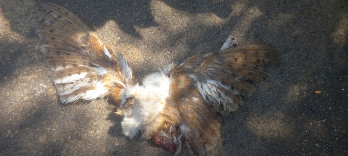 Barn Owl / कराल उल्लू /खलिहान उल्लू