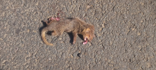 Indian Grey Mongoose / नेवला