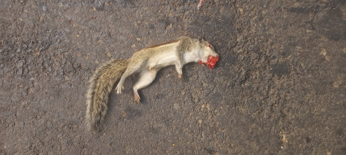 Indian Palm Squirrel / गिलहरी