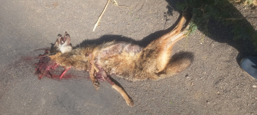 Indian Golden Jackal / सियार