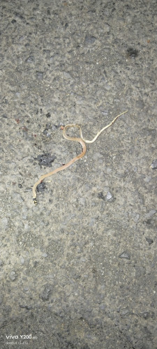 Black-headed Snake / काले सिर वाला साँप