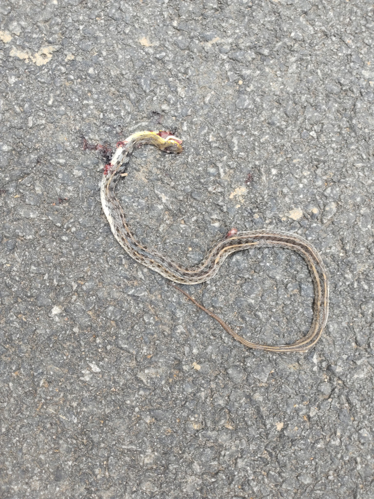 Striped Keelback / धारीदार कीलबैक