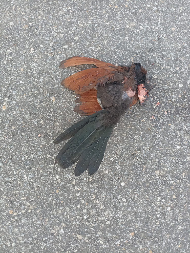 Greater Coucal / भारद्वाज/कूका/महोखा