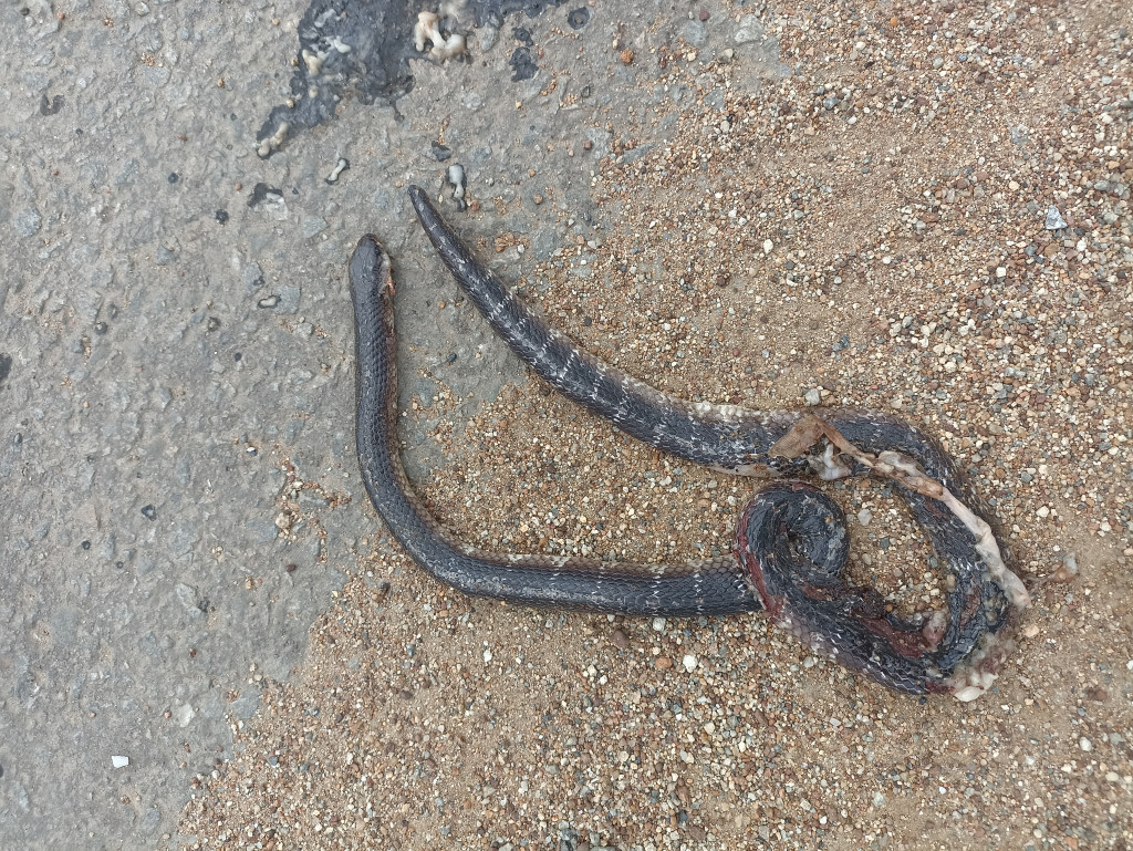 Common Krait / करैत