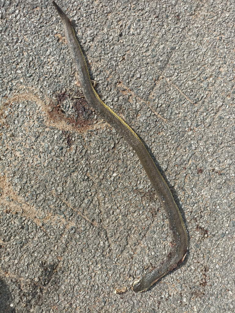 Olive Keelback/जैतूनी कीलबैक