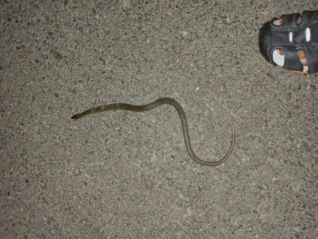 Checkered Keelback / पानी का साँप