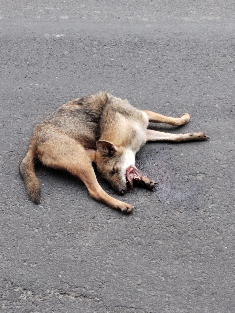Indian Golden Jackal / सियार