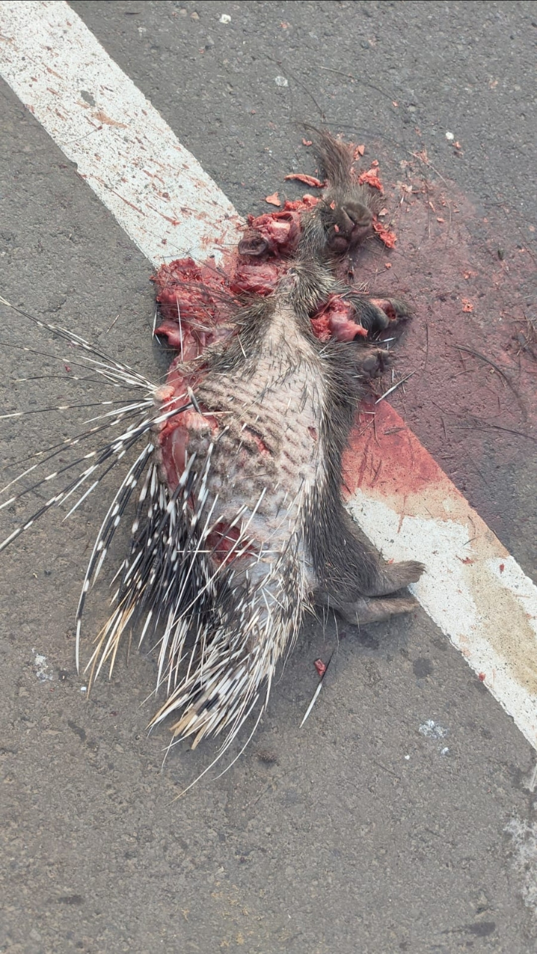 Indian Crested Porcupine / साही