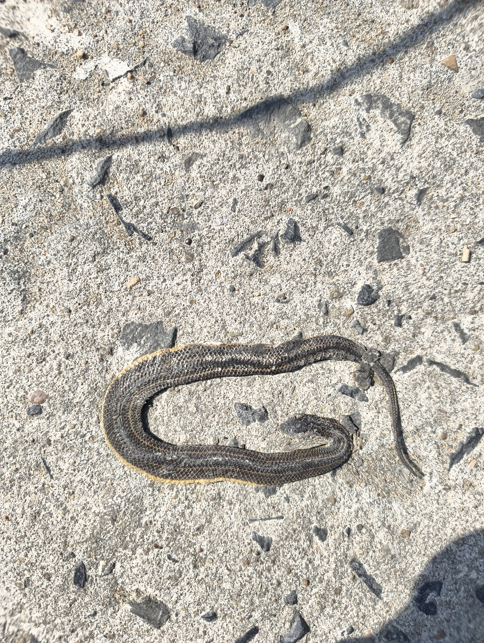 Rainbow Water Snake/सतरंगी पानी का सांप/ मेटेल साप