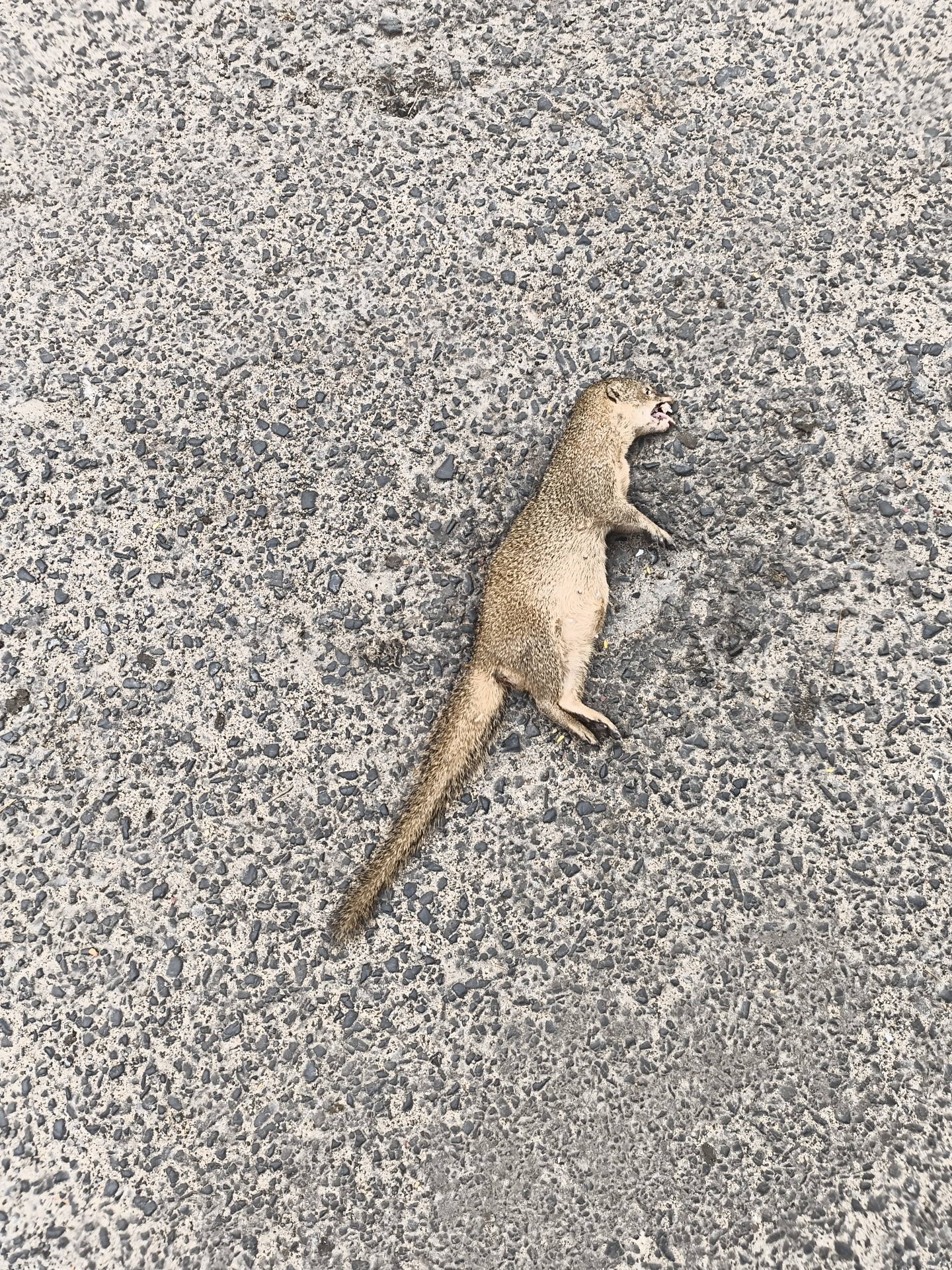 Indian Grey Mongoose / नेवला