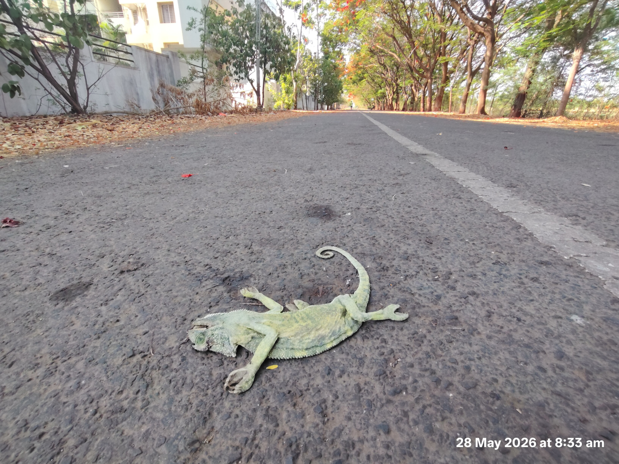 Indian chameleon / गिरगिट