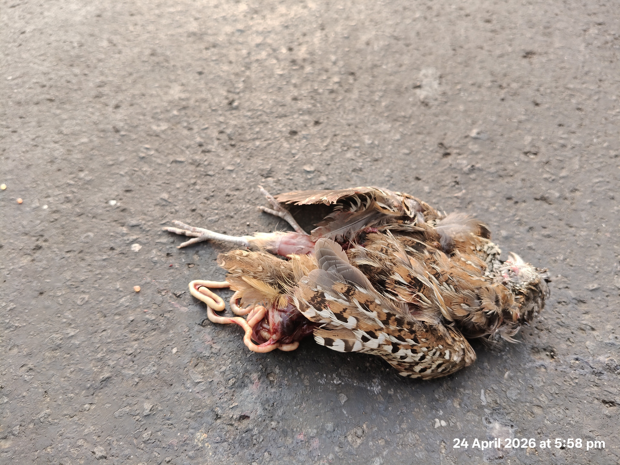 Common Quail / बटेर