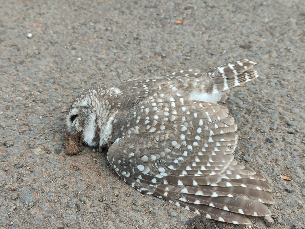 Spotted Owlet / चित्तीदार उल्लू/चित्तीदार चुगड़/खुसटिया