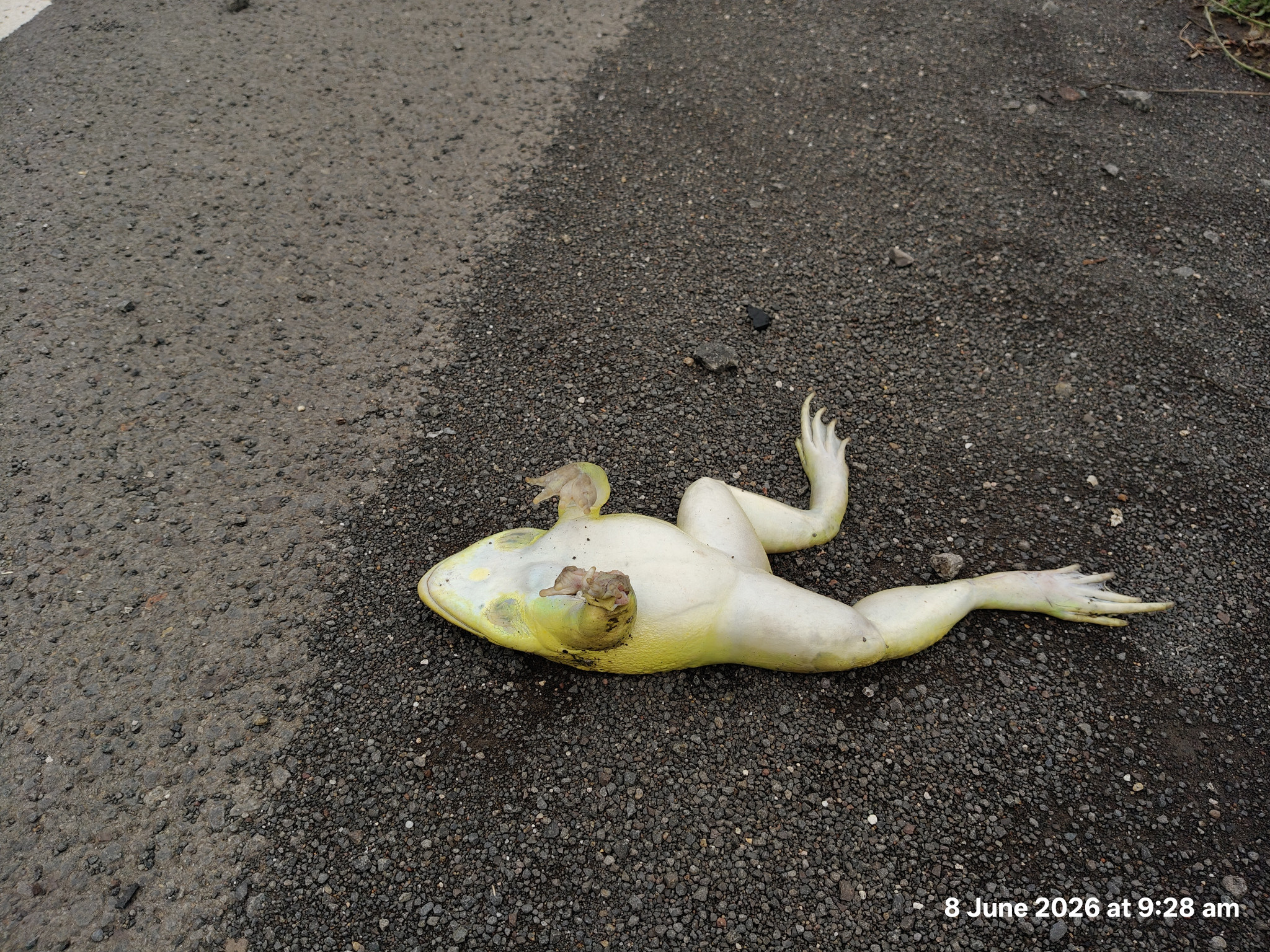 Indian Bullfrog/भारतीय सांड मेंढक