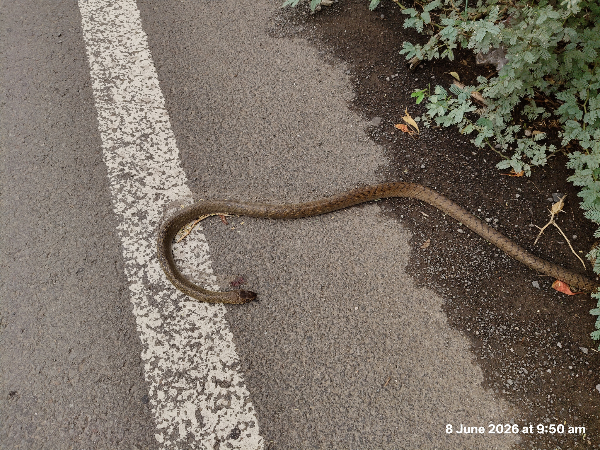 Indian Rat Snake / धामन