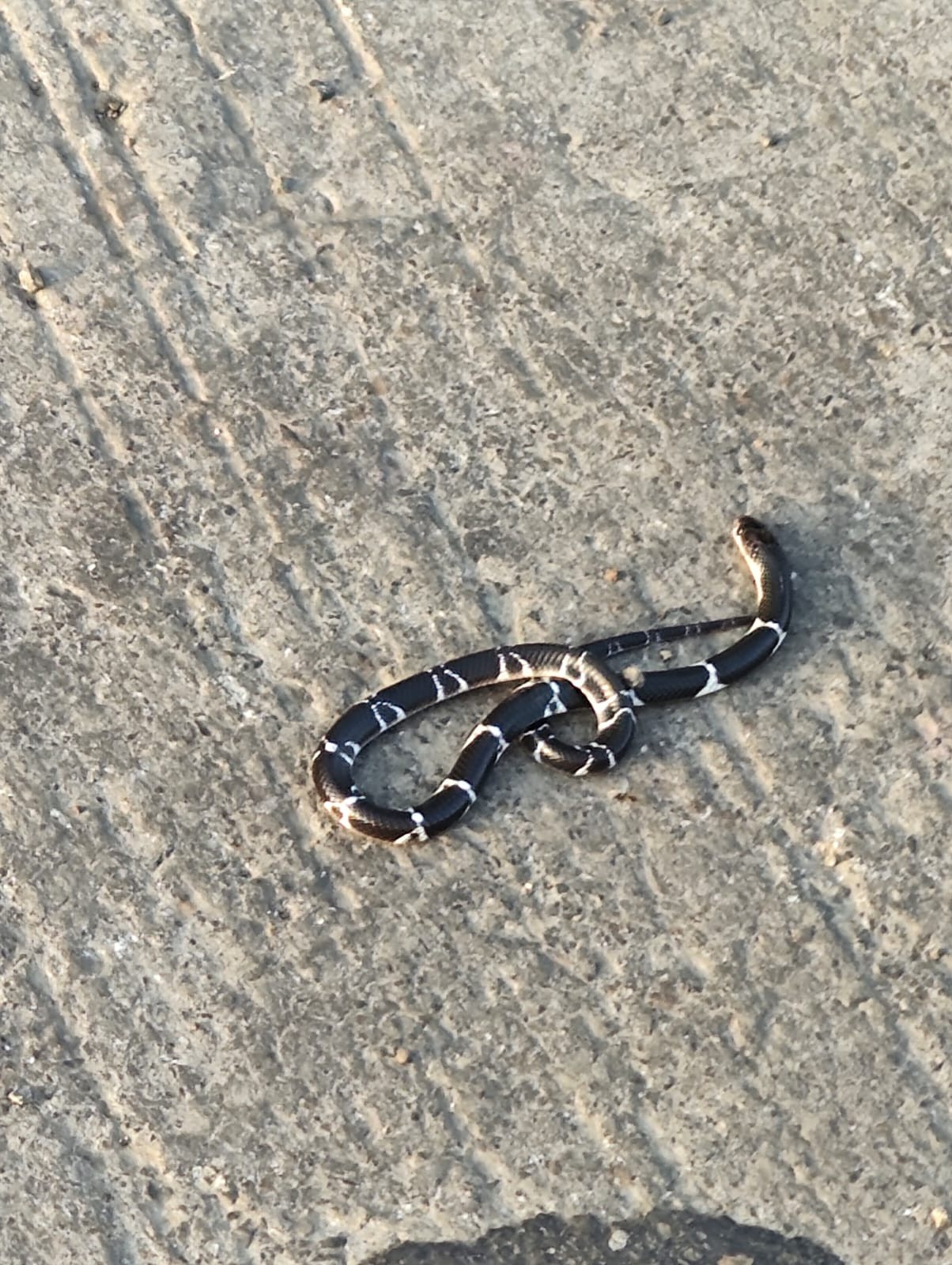 Common Krait / करैत