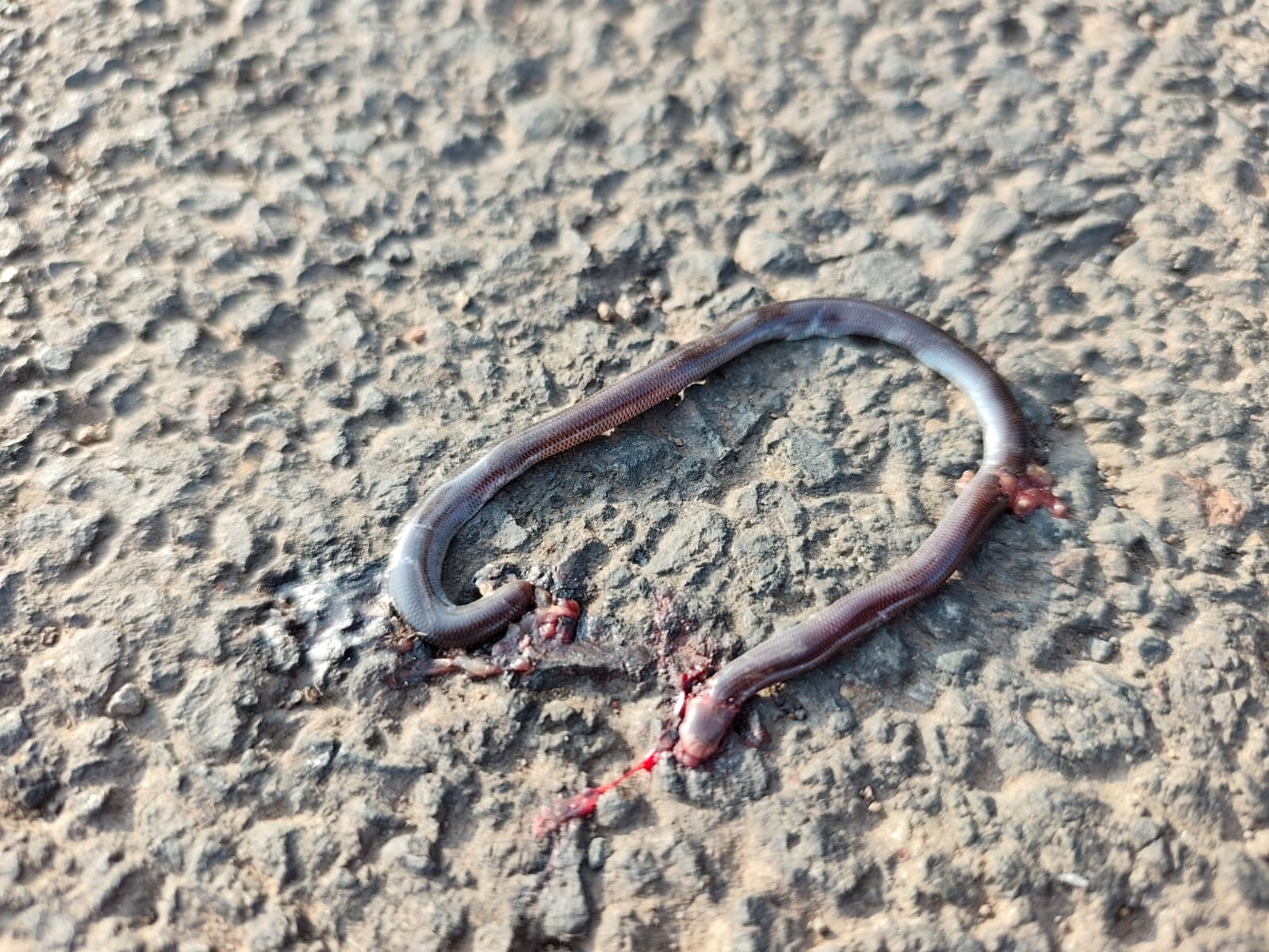 Blind Snake / अंधा साँप