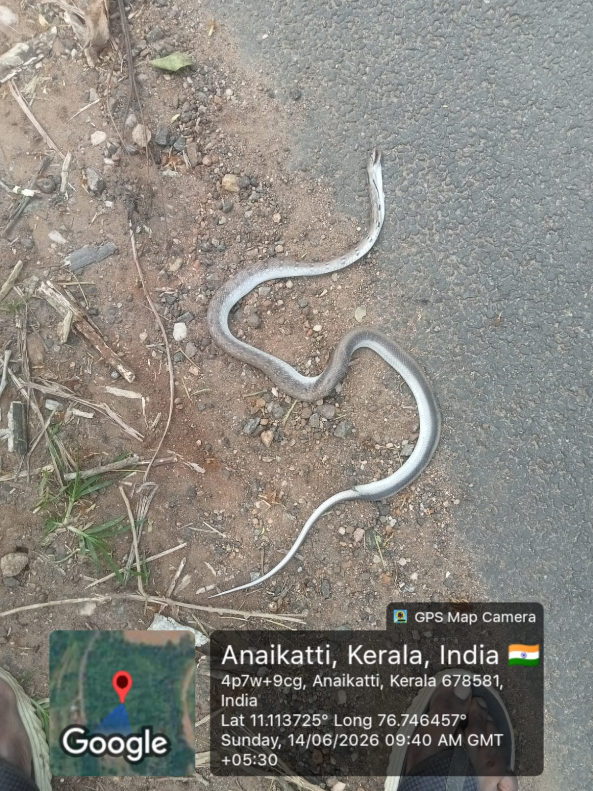 Buff Striped Keelback/सीतालाती/हुरहुरा