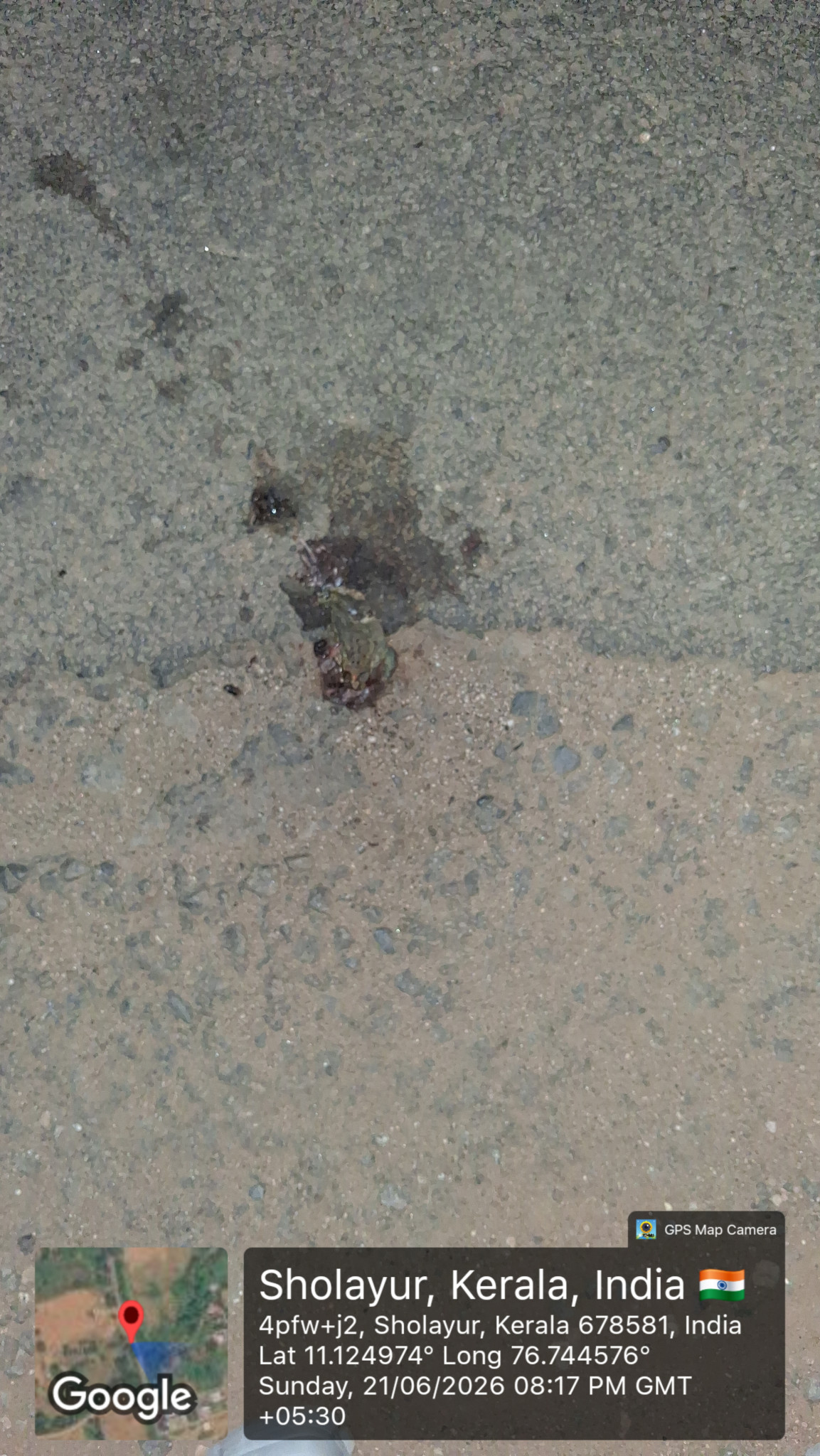 Asian Common Toad / भारतीय भेक