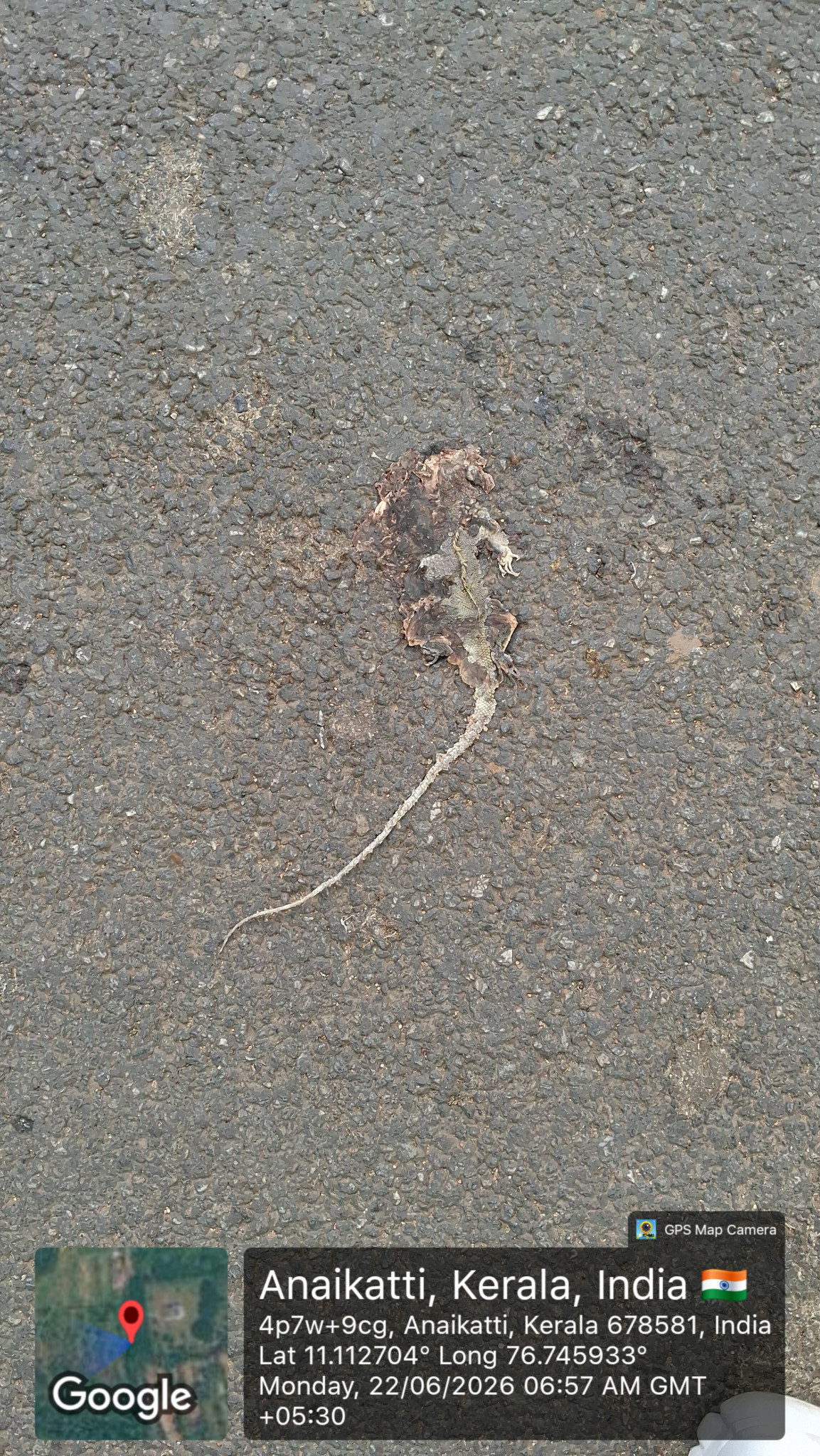 Garden Lizard / बगीचे की छिपकली-गिरगिट