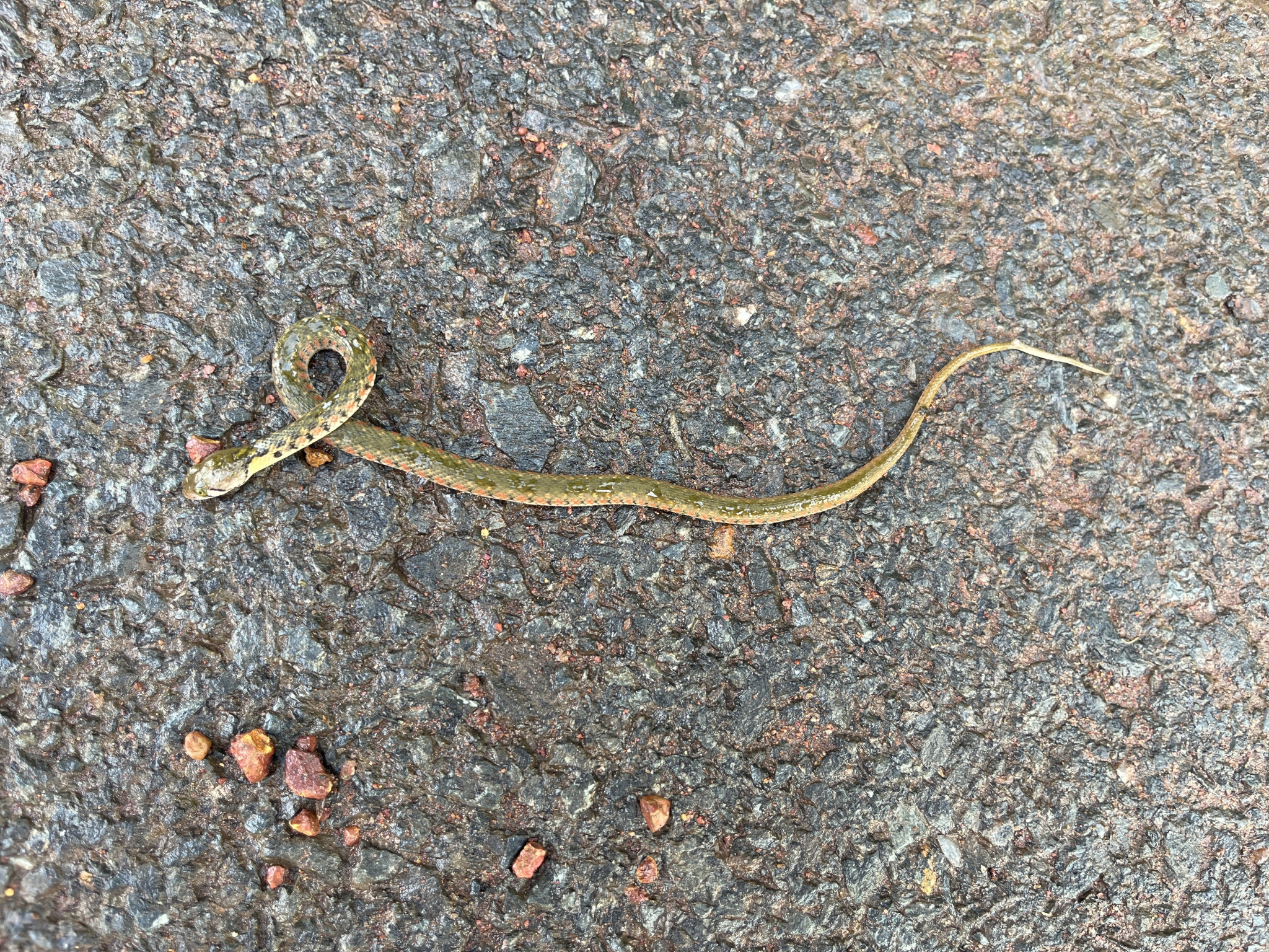 Checkered Keelback / पानी का साँप