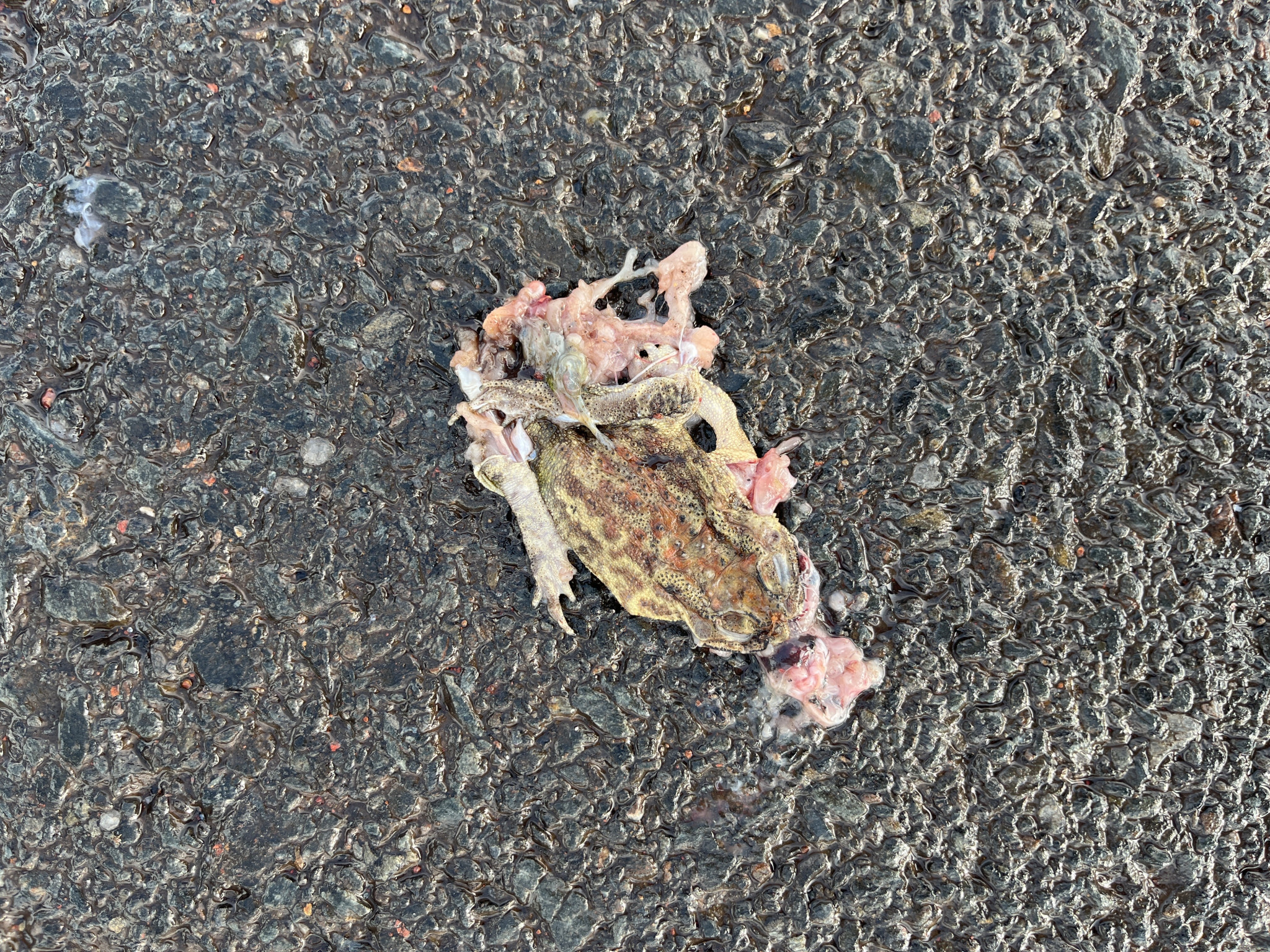 Asian Common Toad / भारतीय भेक