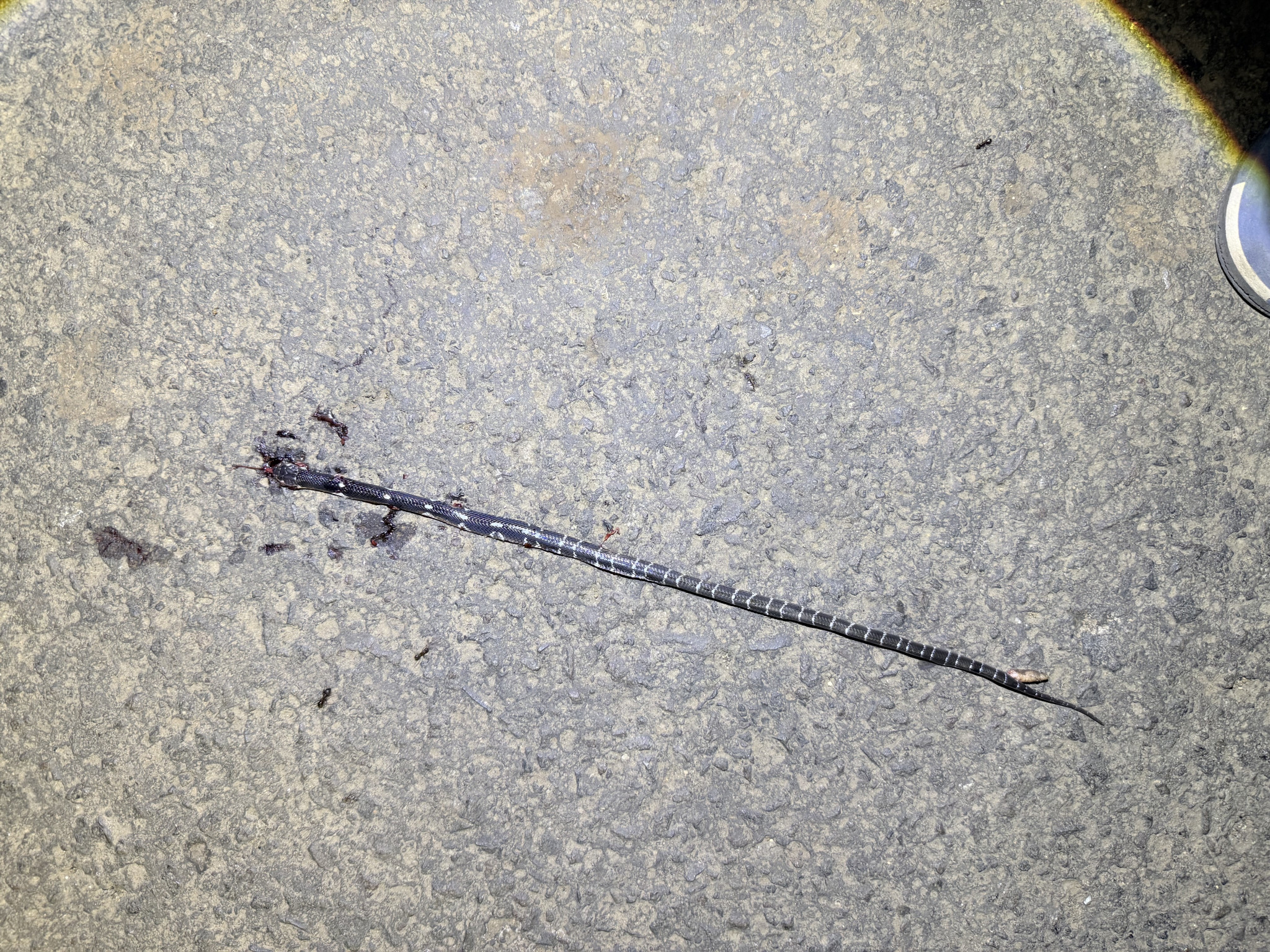 Common Krait / करैत