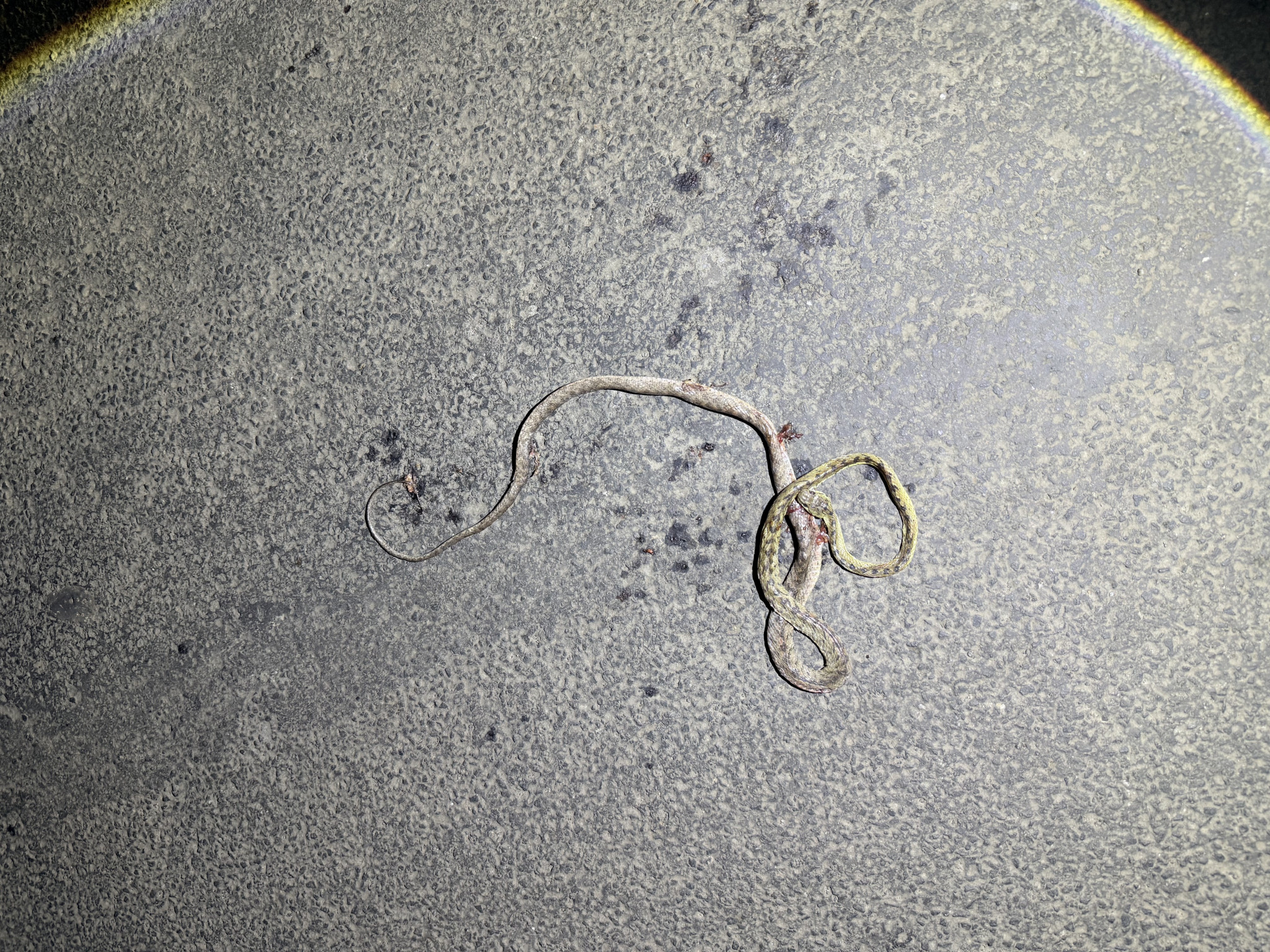 Beddome's cat snake/बेड्डम का बिल्ली साँप