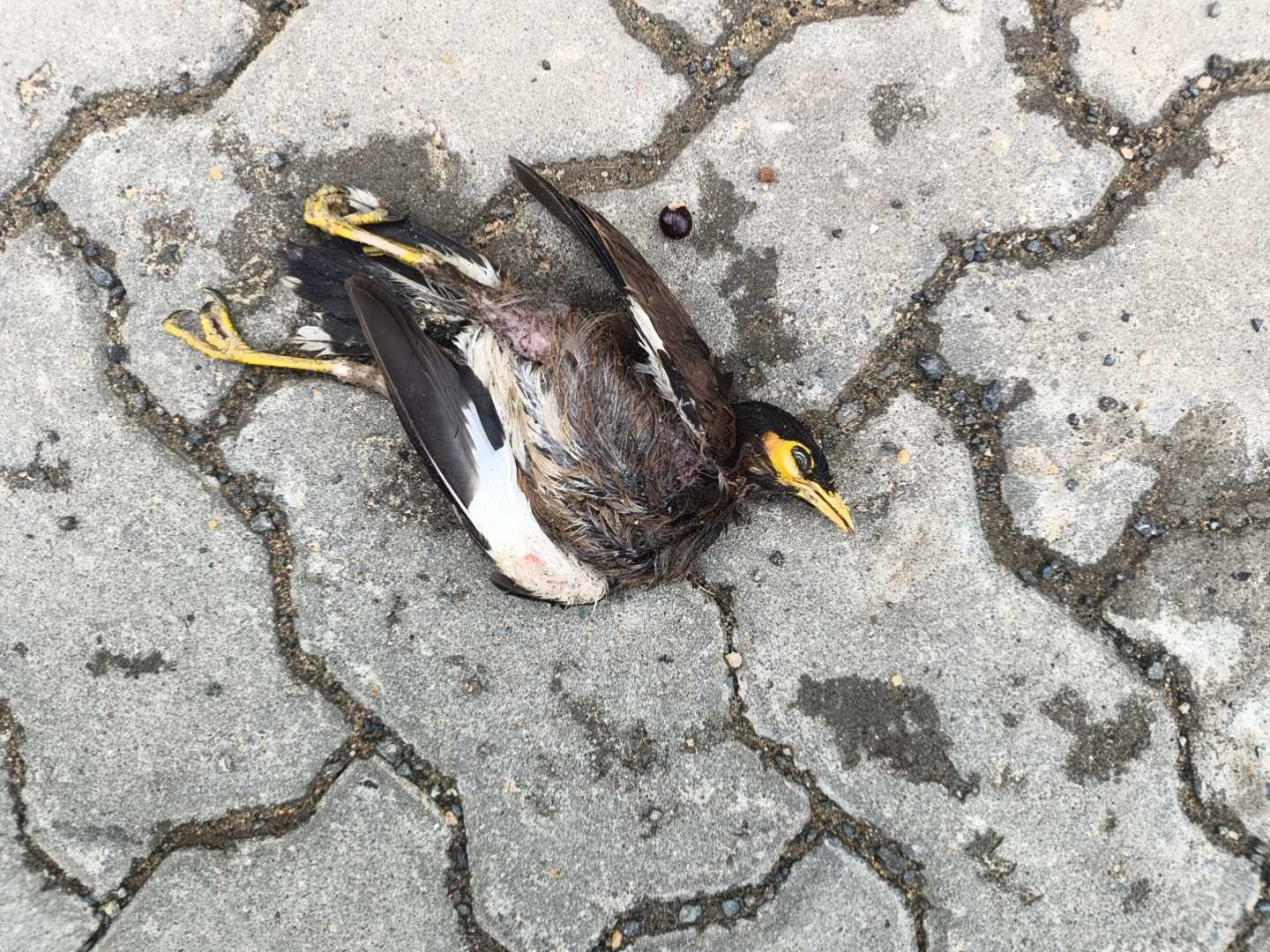 Common Myna / देसी मैना/ गुलगुल