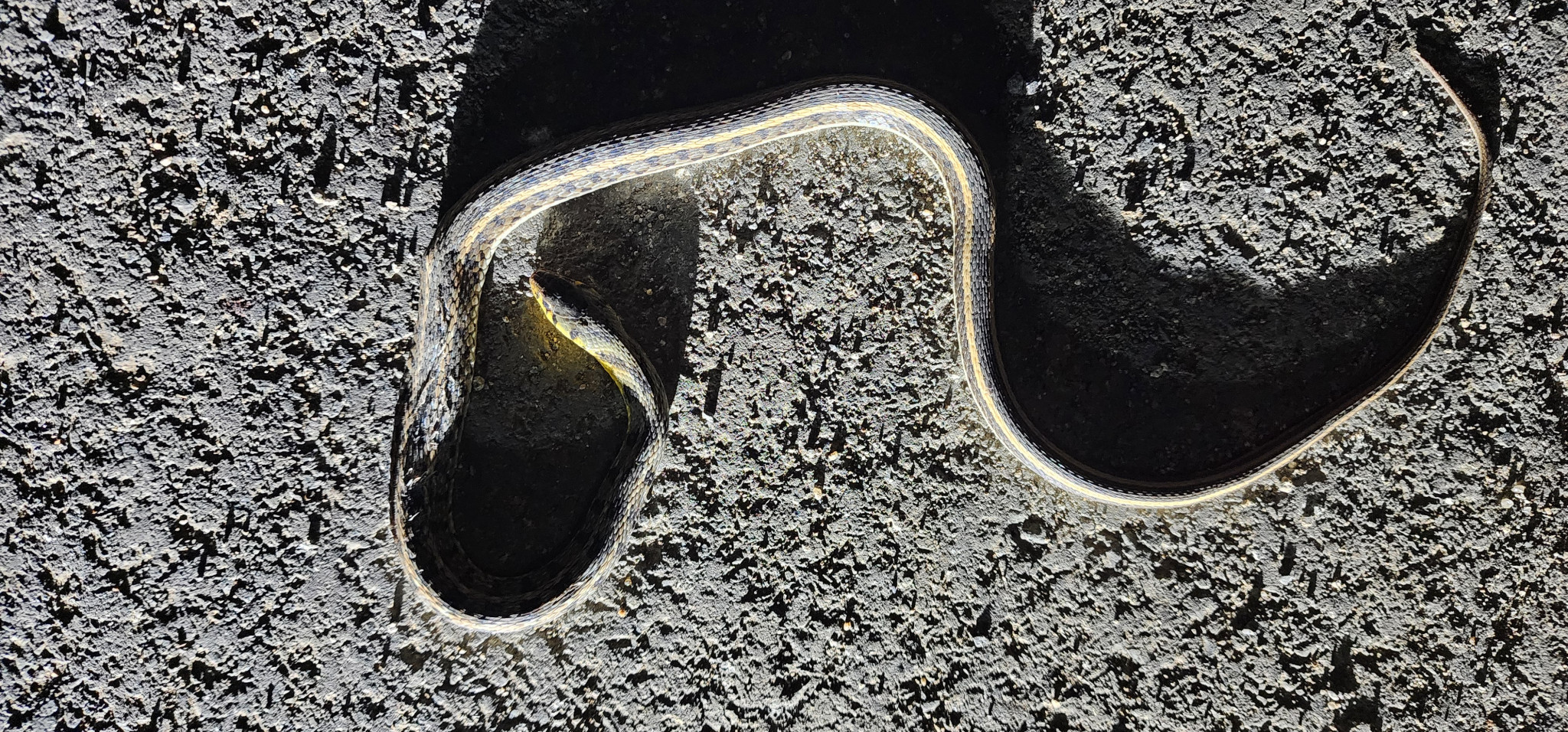 Striped Keelback / धारीदार कीलबैक