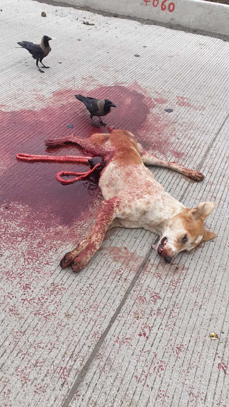 Domestic Dog / कुत्रा