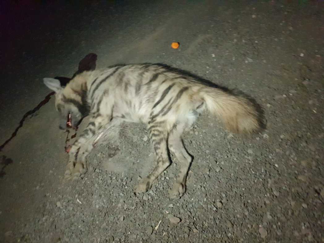 Striped Hyena / लकड़बग्घा