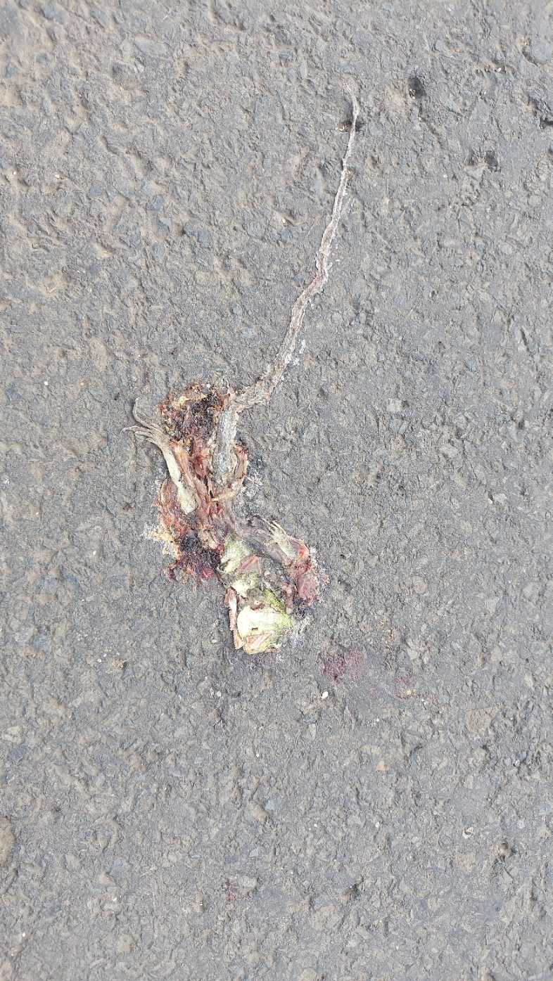 Indian Egg Eater / भारतीय अंडा खाने वाला साँप