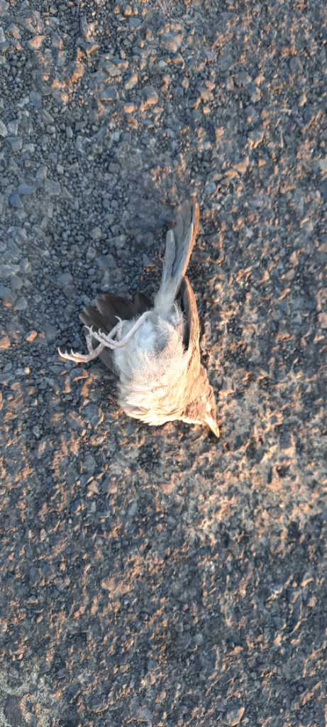 Jungle Babbler / जंगली सातभाई