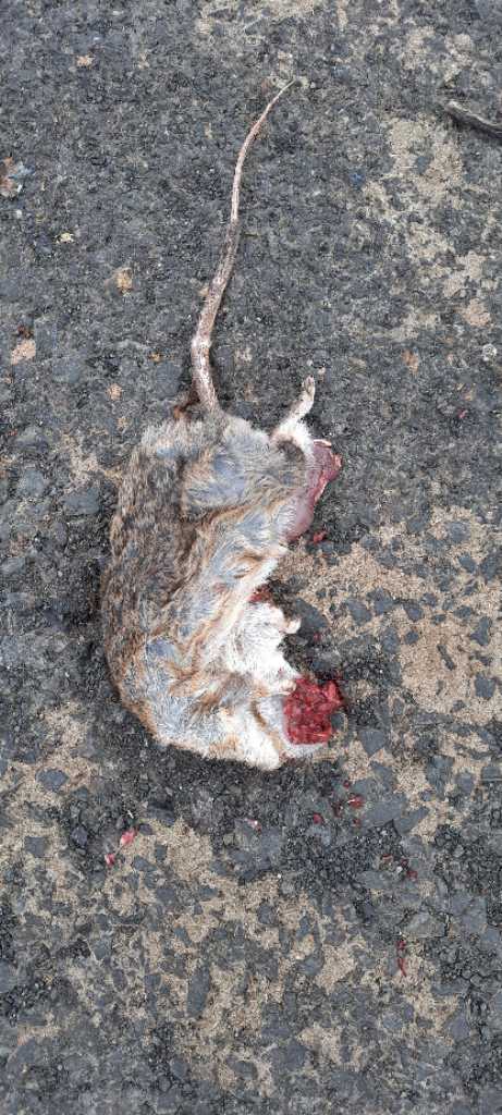 Indian Gerbil / भारतीय जेरबिल