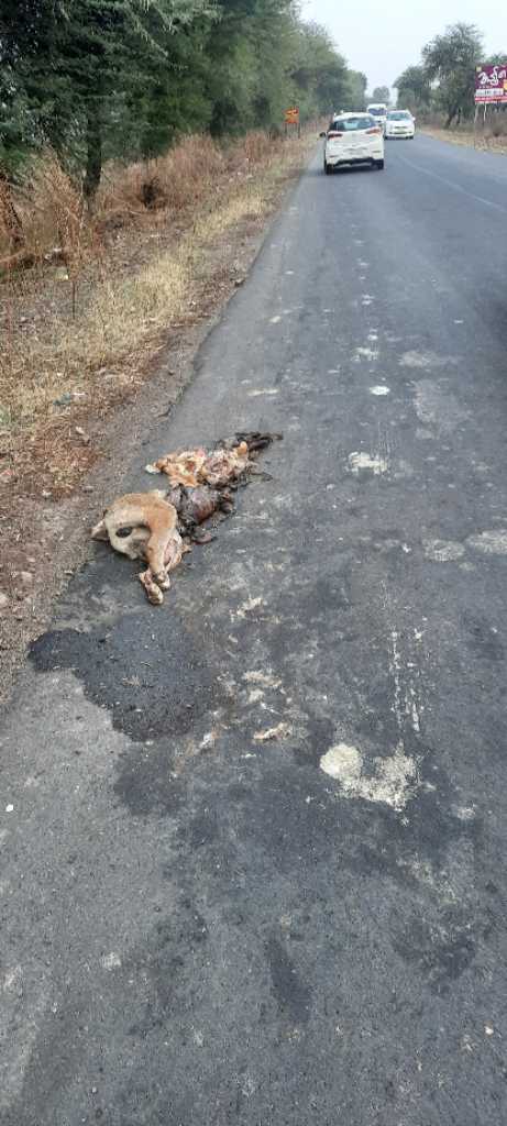 Domestic Dog / कुत्रा
