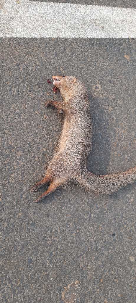 Indian Grey Mongoose / नेवला