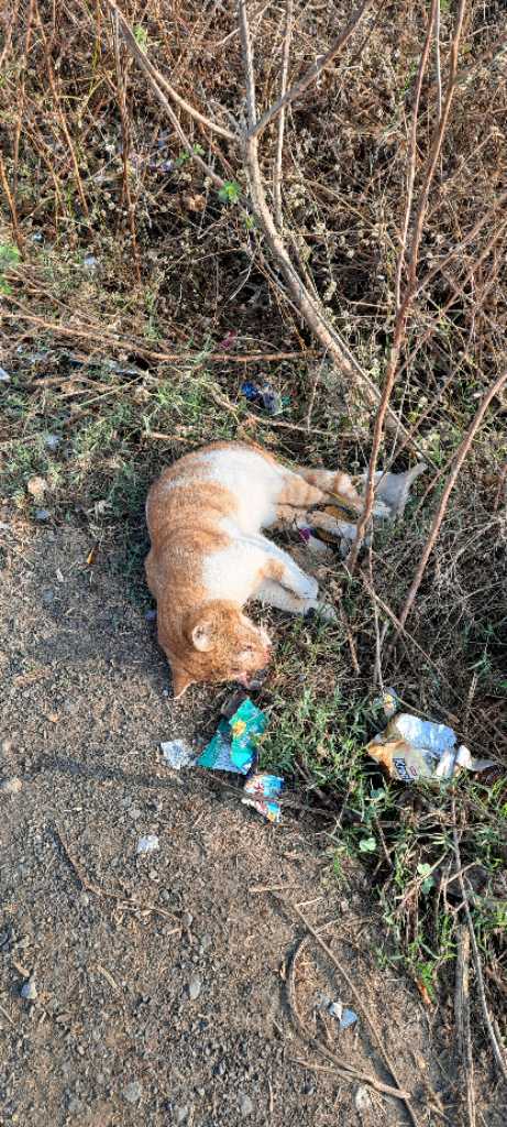 Domestic Cat / मांजर
