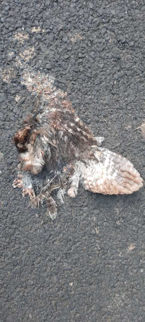 Indian Nightjar / छपका/ भारतीय रात्रिचरी/कपुची