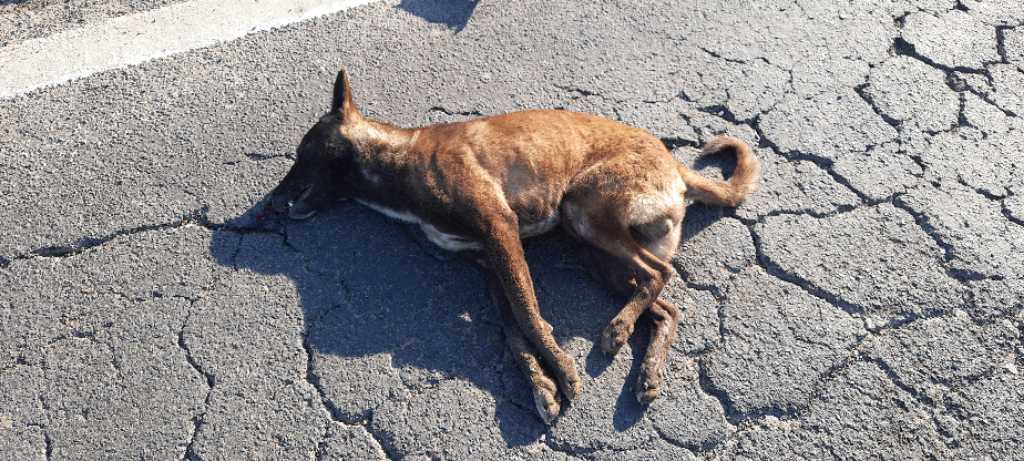 Domestic Dog / कुत्रा