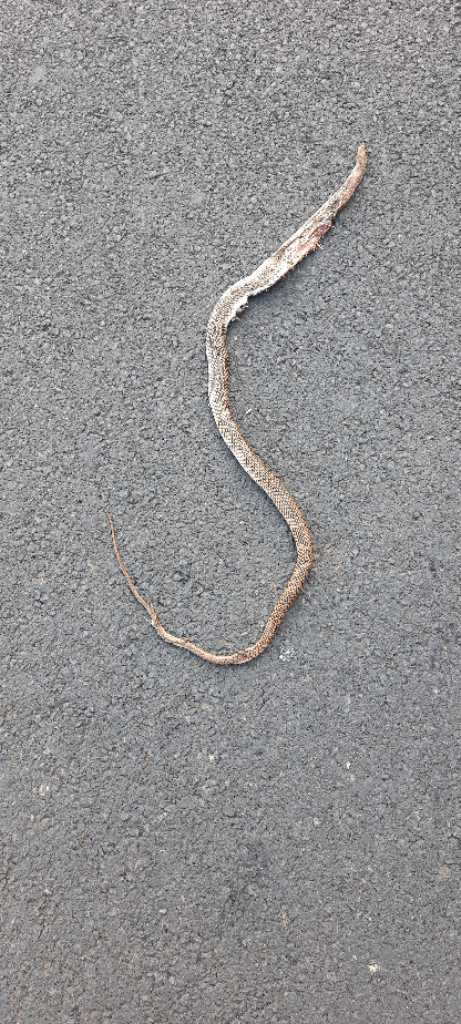 Banded Racer / बँडेड रेसर