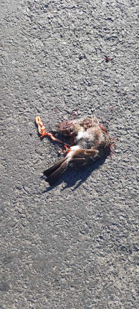 Red-Vented Bulbul / गुलदुम/कालासिर बुलबुल/लाल-गुदा बुलबुल