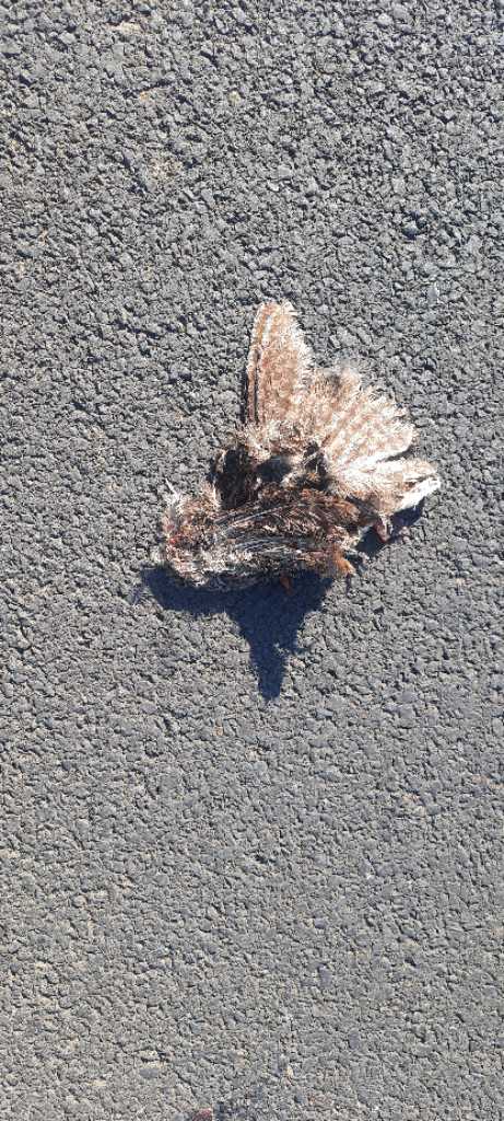 Indian Nightjar / छपका/ भारतीय रात्रिचरी/कपुची