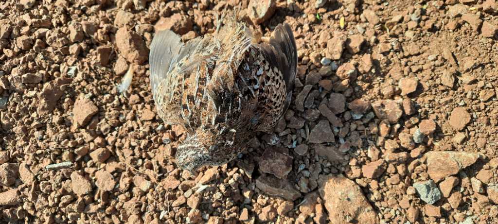 Jungle Bush Quail / लौआ/लोव्वा/लावा/बटेर