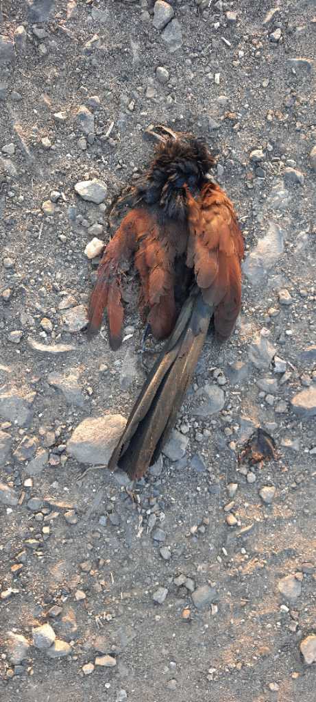 Greater Coucal / भारद्वाज/कूका/महोखा
