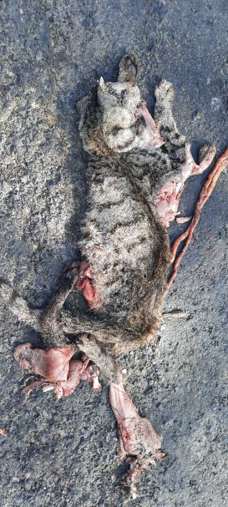 Domestic Cat / मांजर