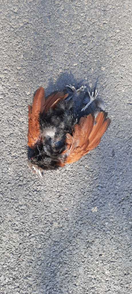 Greater Coucal / भारद्वाज/कूका/महोखा