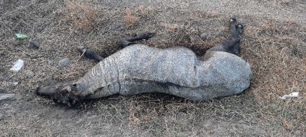 Blue Bull or Nilgai / नीलगाय