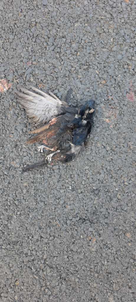 Black Drongo / कोतवाल/भुजंगा